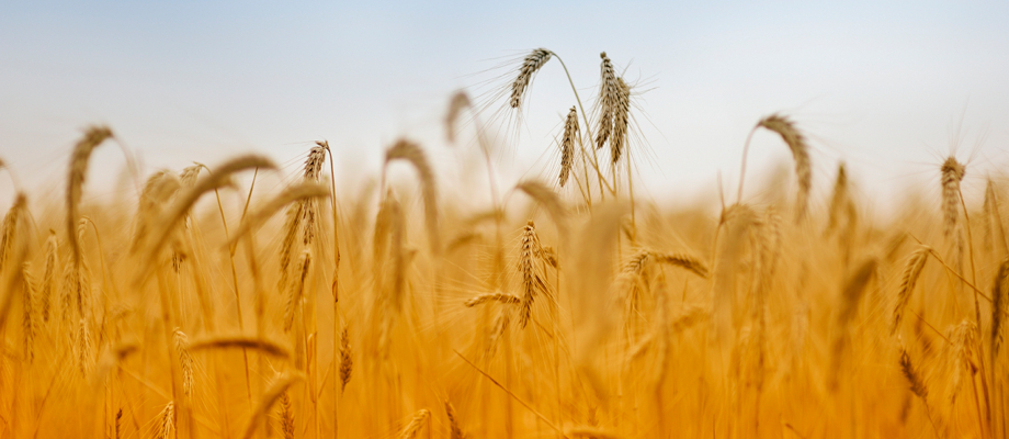 wheat field wheat field